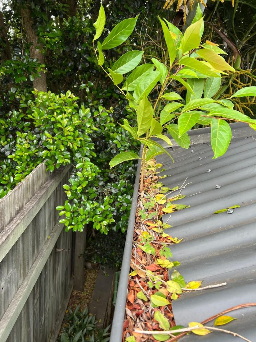 Side gutter beside fence before cleaning