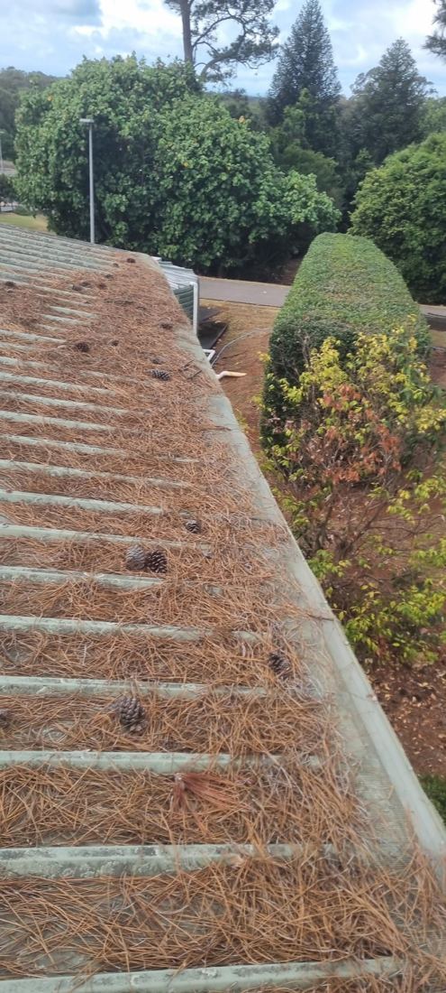 Gutter packed with pine needles before cleaning in Sydney